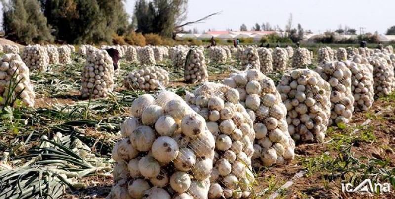 اقدام چراغ خاموش وزارت جهاد کشاورزی برای ممنوعیت صادرات پیاز